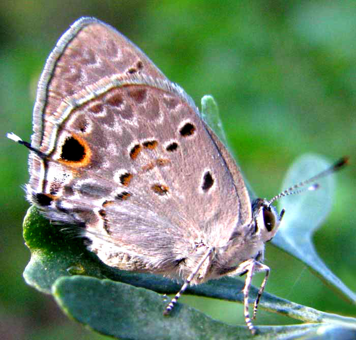 Mallow Scrub-Hairstreak, STRYMON ISTAPA