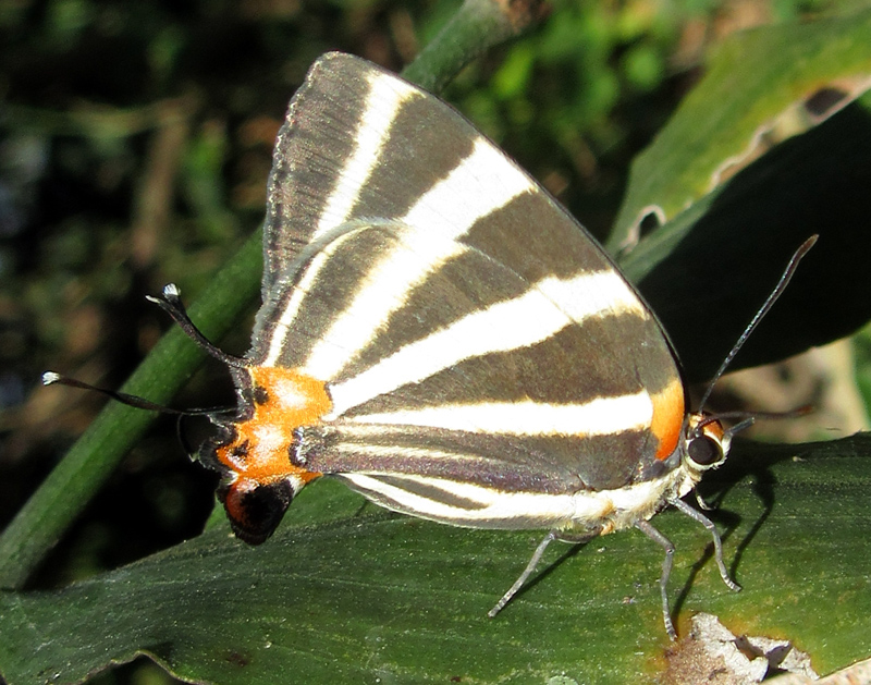 Zebra-striped Hairstreak, PANTHIADES BATHILIDIS