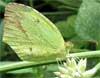 Eurema boisduvaliana