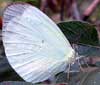 Eurema albula