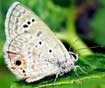 Hemiargus ceraunus