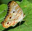 Anartia jatrophae