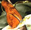 Dryas iulia moderata