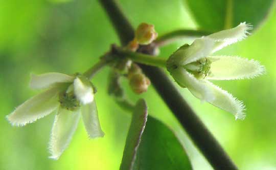 METASTELMA SCHLECHTENDALII var. SCHLECHTENDALII, flowers