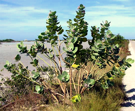 Giant Milkweed, CALOTROPIS PROCERA
