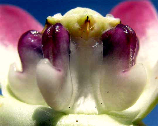 Giant Milkweed, CALOTROPIS PROCERA, flower