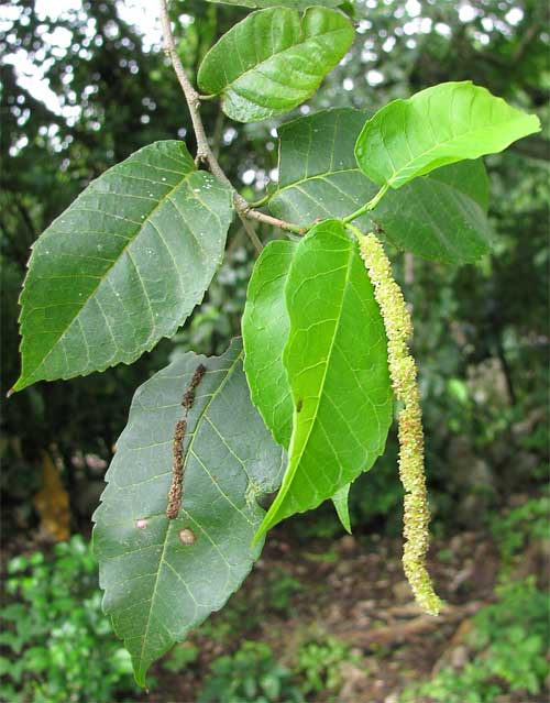 Mora, MACLURA TINCTORIA