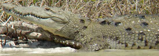 Morelet's Crocodile, Crocodylus moreletii