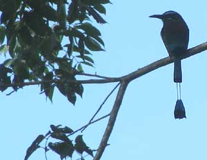 Turquoise-browed Motmot, Eumomota superciliosa