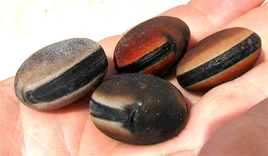 Hamburger Beans, genus Mucuna