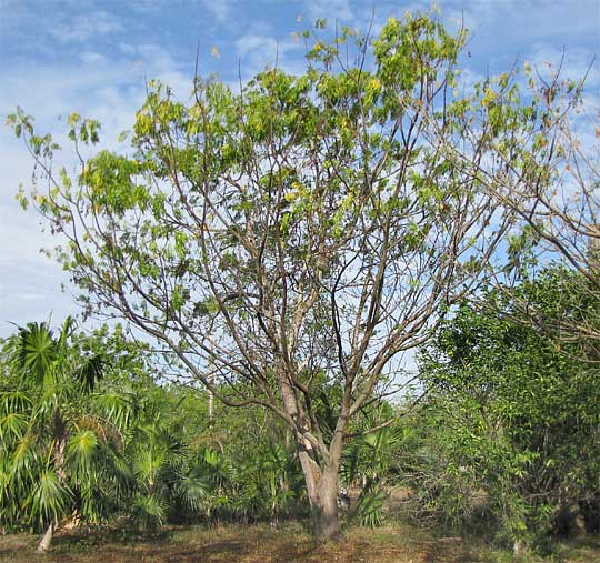 Neem tree, AZADIRACHTA INDICA