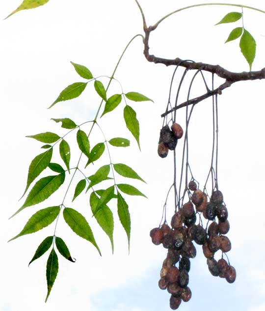 Neem tree, AZADIRACHTA INDICA, leaf and fruit