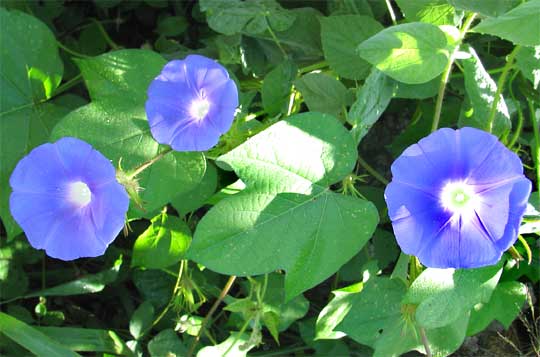 Morning-glory, IPOMOEA NIL