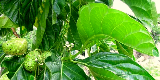 Noni, MORINDA CITRIFOLIA