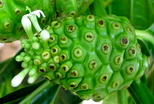 Noni, MORINDA CITRIFOLIA, fruit