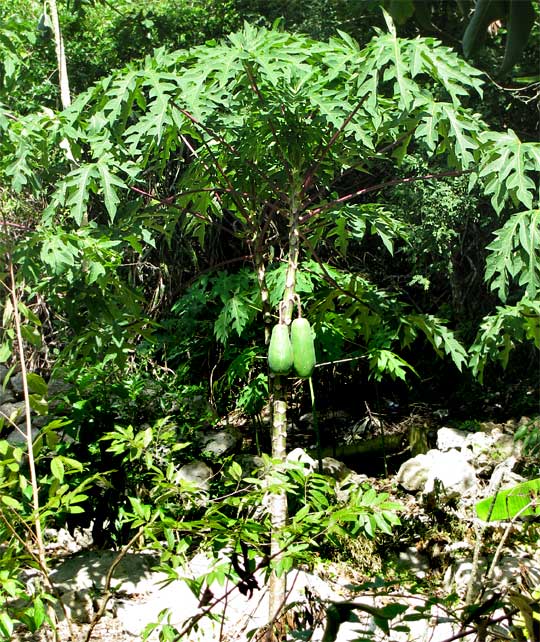 Papaya, Carica papaya