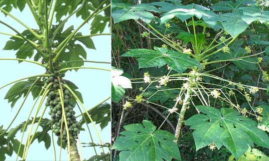 Papaya, Carica papaya, male and female flowers