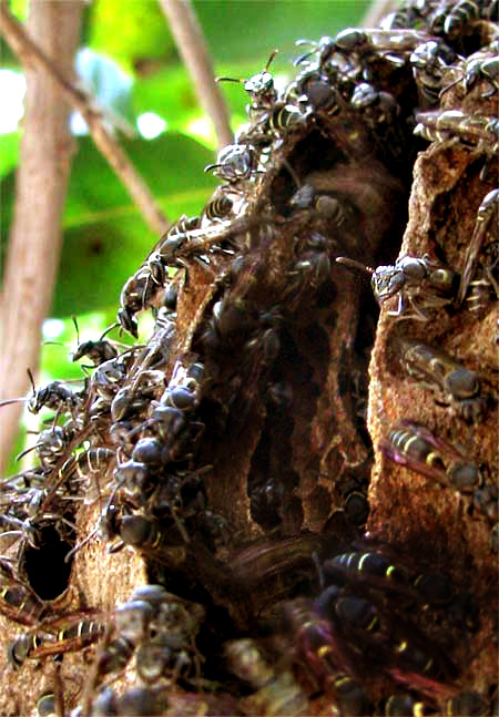 PAPER-WASP NEST entrance, Yucatan, Mexico