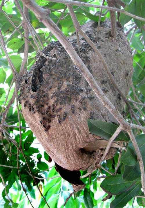 PAPER-WASP NEST in Yucatan, Mexico