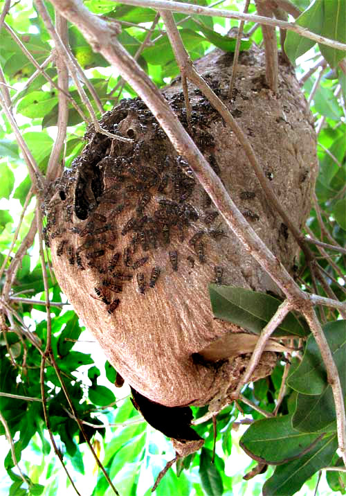 PAPER-WASP NEST in Yucatan, Mexico