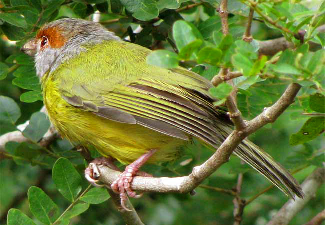 Rufous-browed Peppershrike, CYCLARHIS GUJANENSIS