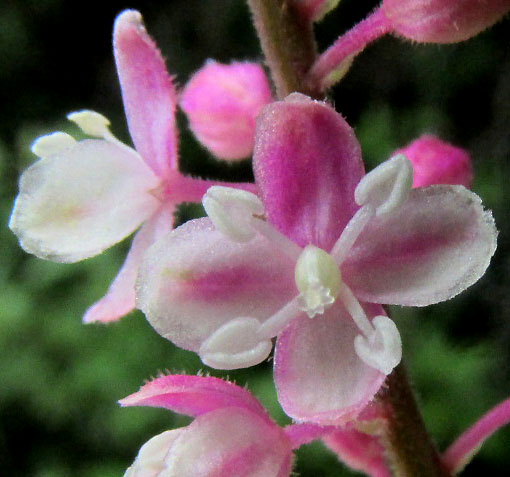 Pigeonberry, RIVINA HUMILIS, pink flowers