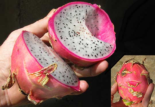 DRAGON FRUIT, OR PITAYA, from Hylocereus cactus