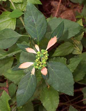 Wild Poinsettia, Euphorbia cyathophora