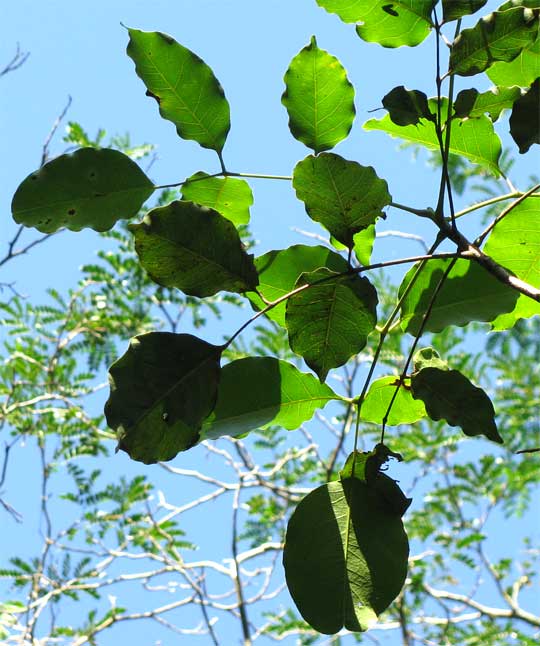 chechén: El Metopium brownei, conocido como Chechén porlos mayas,  es un árbol perteneciente a la familia Anacardiaceae originario de Centroamérica. Es una valiosa fuente de madera en América Central y la Antillas. Debido a que produce urushiol en su corteza, al tocárselo produce dermatitis.