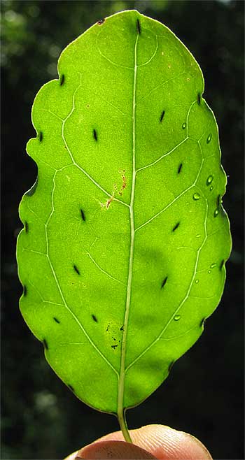 Porophyllum punctatum