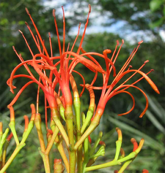 Mayan Tropical Mistletoe, PSITTACANTHUS MAYANUS, flowers