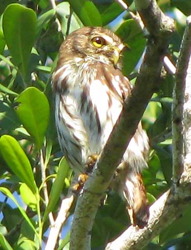 Ferruginous Pygmy-Owl, GLAUCIDIUM BRASILIANUM