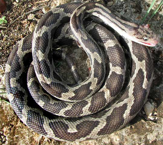 brown-blotched Pseudelaphe flavirufa, Yellow-red Ratsnake