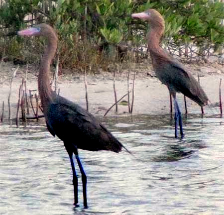 Reddish Egrets, Egretta rufescens