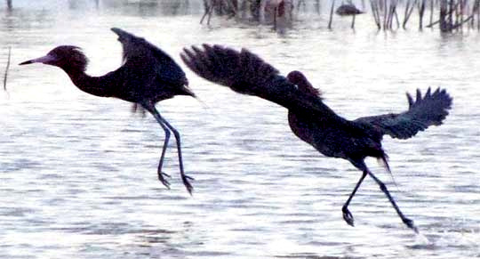 Reddish Egrets, Egretta rufescens