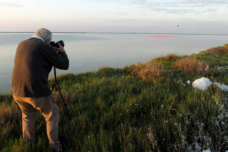 photographing flamingos