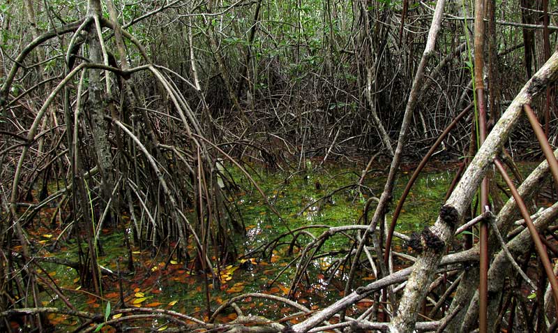 Mangrove on the Yucatan's northern coast