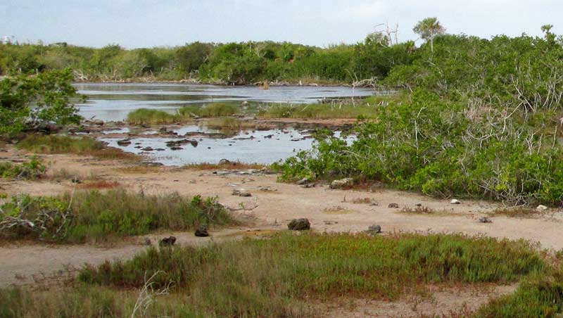 SALT MARSH