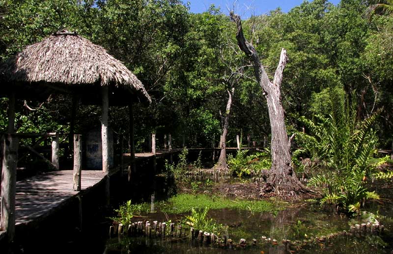 Peten Mac, Rio Lagartos, Yucatan