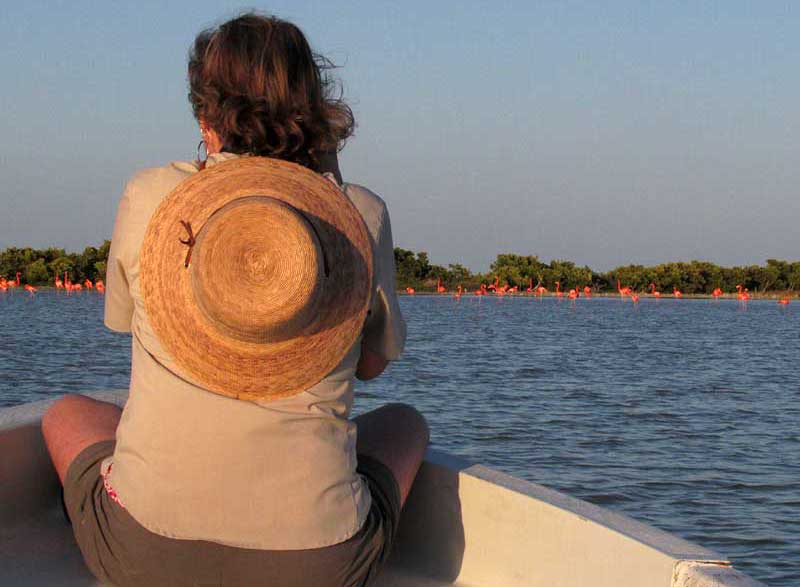 viewing flamingos