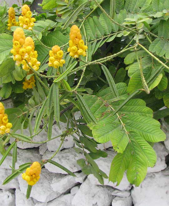  Ringworm Bush, CASSIA ALATA