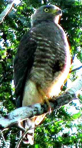 Roadside Hawk, BUTEO MAGNIROSTRIS