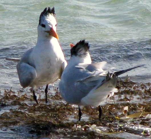 Royal Terns, THALASSEUS MAXIMUS