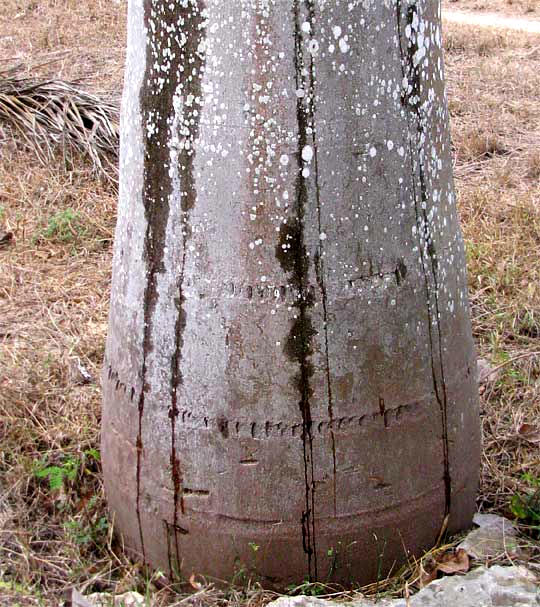 Royal Palm, ROYSTONEA REGIA, water streamlets on trunk