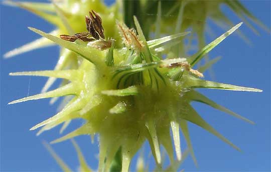 Coastal Sandbur, CENCHRUS SPINIFEX