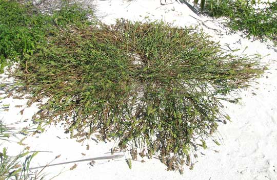 Coastal Sandbur, CENCHRUS SPINIFEX