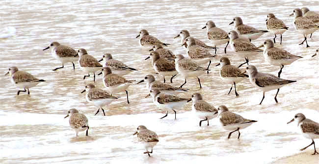 Sanderlings, CALADRIS ALBA