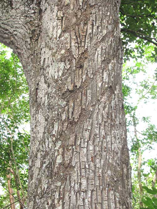 MANILKARA ZAPOTA, Sapodilla or Chicle Tree, and in Spanish Chicozapote