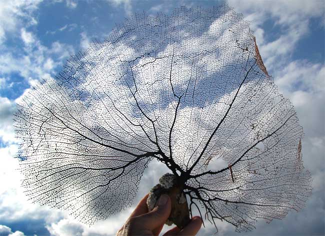 Sea fan, or gorgonian