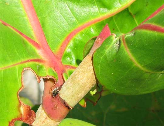 Seagrapes, COCCOLOBA UVIFERA, stipular sheath